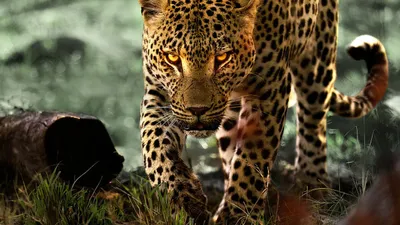 Living with Leopards izle