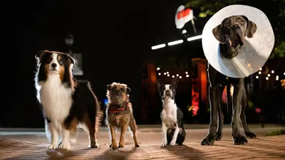 Strays izle